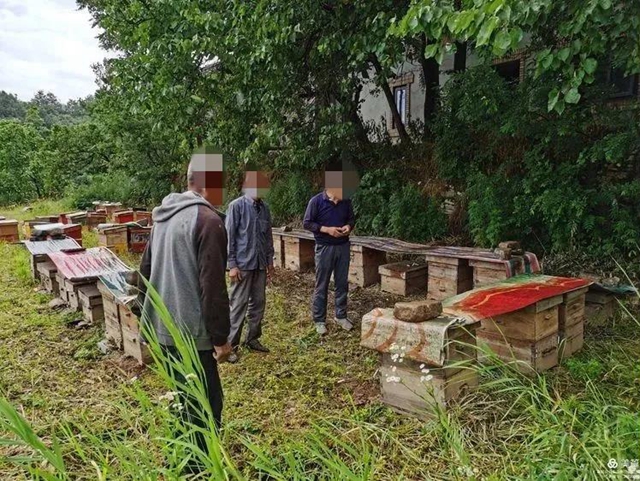 秦岭巨蛇事件,秦岭巨蛇事件始末