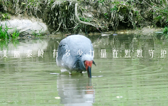 《美丽秦岭，有多少力量在默默守护》